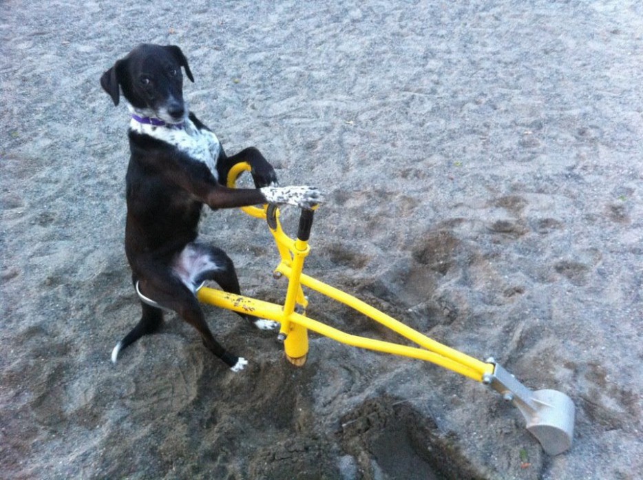 мысли собак, смешные собаки, собаки человеческое веселье, собаки веселье люди