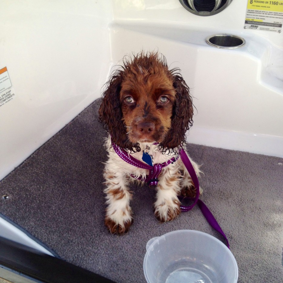 мысли собак, смешные собаки, собаки человеческое веселье, собаки веселье люди