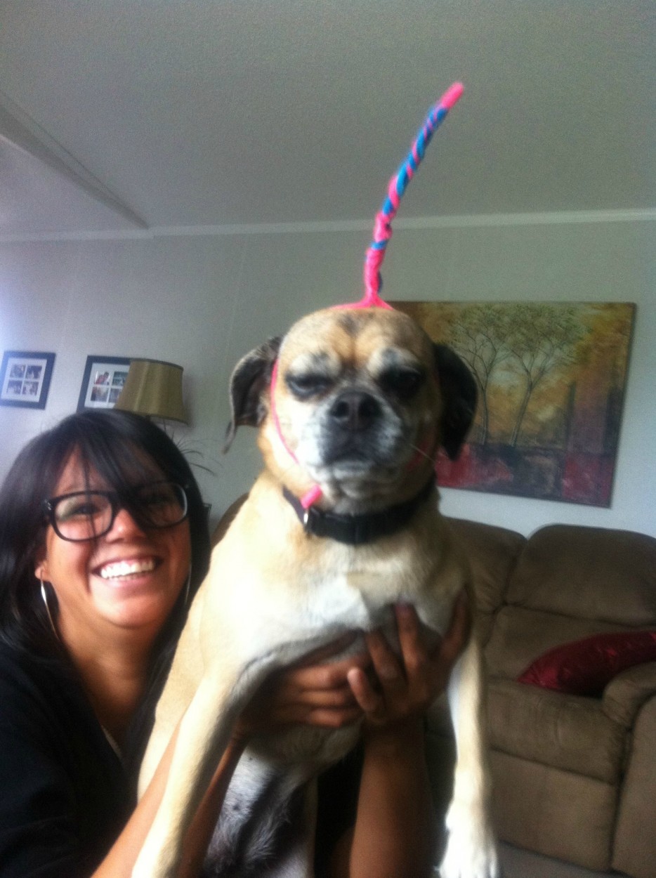 мысли собак, смешные собаки, собаки человеческое веселье, собаки веселье люди