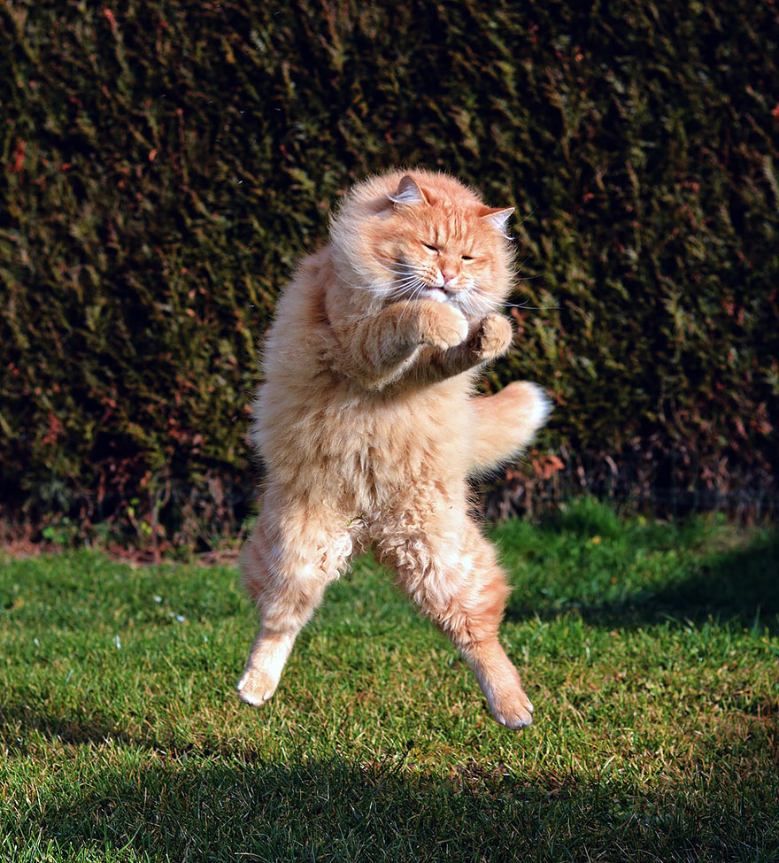 коты в прыжке, летающие коты