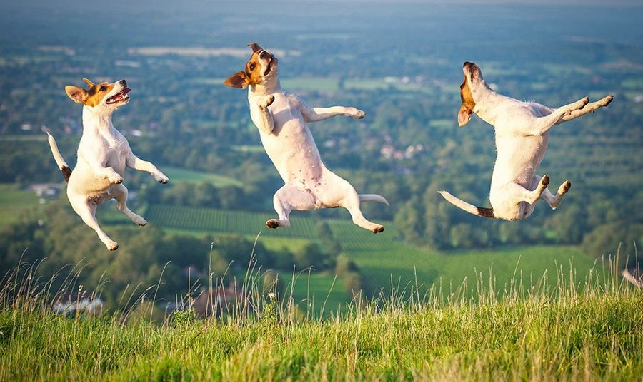 коты в прыжке, летающие коты