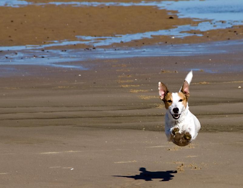 коты в прыжке, летающие коты