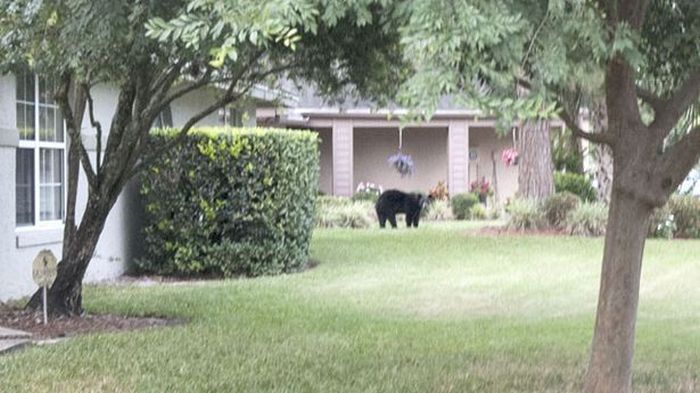 Медведь в гамаке, медведь залез в гамак