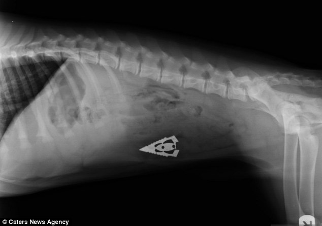 Рентгеновские снимки собак,собаки съели вещи, вещи найденные внутри собак