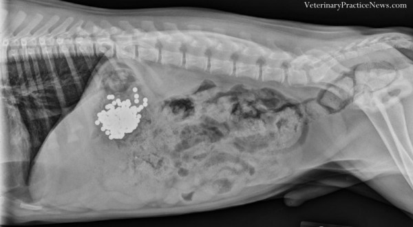 Рентгеновские снимки собак,собаки съели вещи, вещи найденные внутри собак