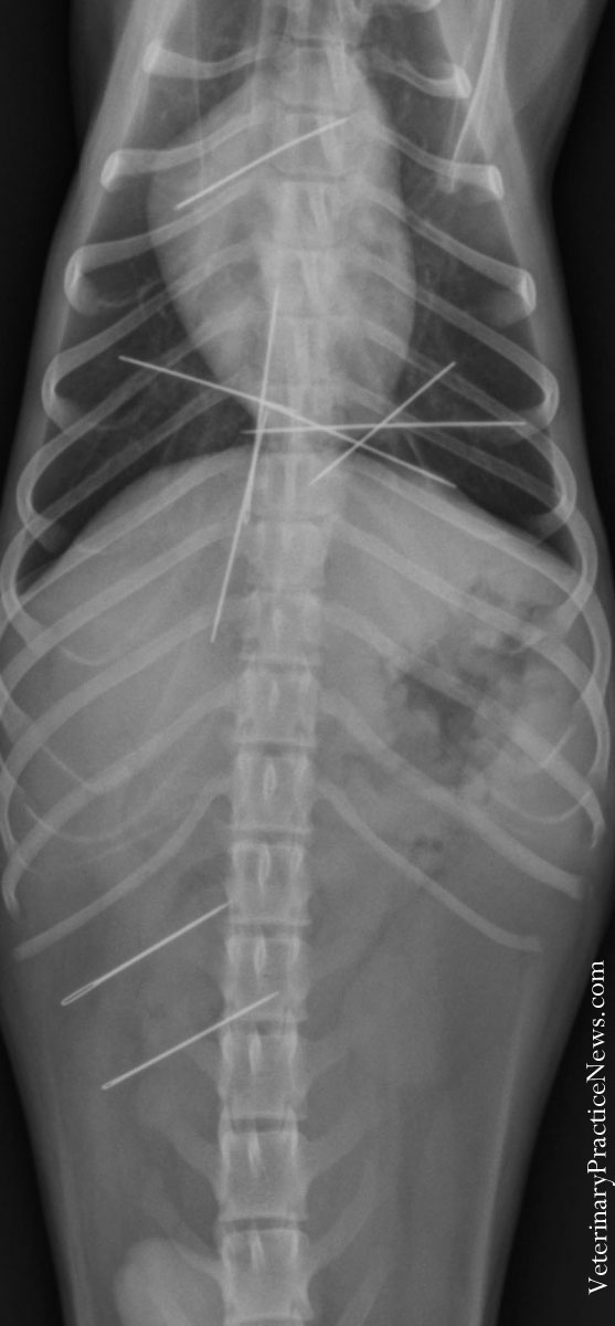 Рентгеновские снимки собак,собаки съели вещи, вещи найденные внутри собак