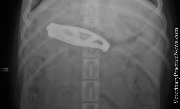 Рентгеновские снимки собак,собаки съели вещи, вещи найденные внутри собак