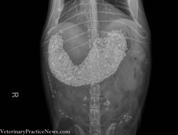 Рентгеновские снимки собак,собаки съели вещи, вещи найденные внутри собак