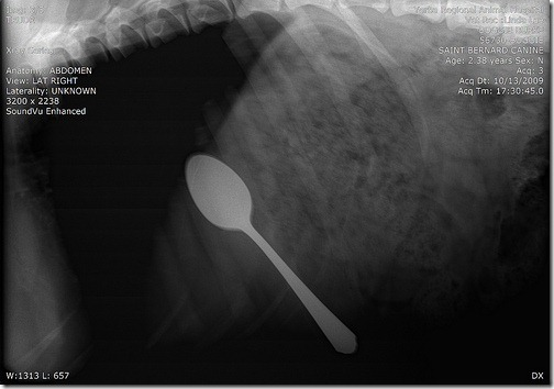 Рентгеновские снимки собак,собаки съели вещи, вещи найденные внутри собак