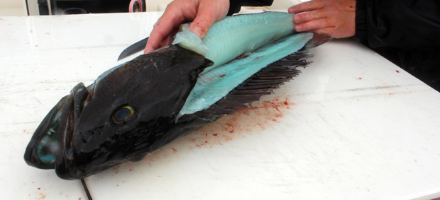 редкие кадры, исторические кадры, архивные фото знаменитостей, история