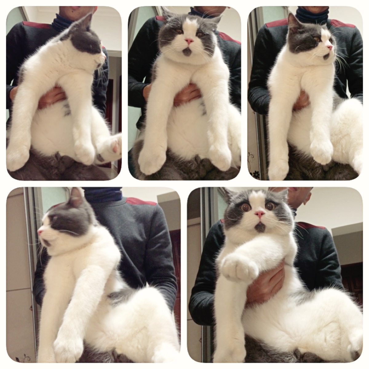 удивлённый кот, Banye cat, кот Банья