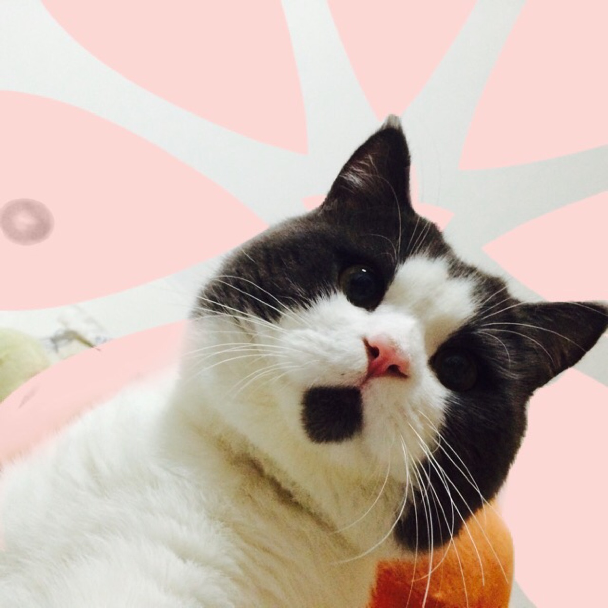 удивлённый кот, Banye cat, кот Банья