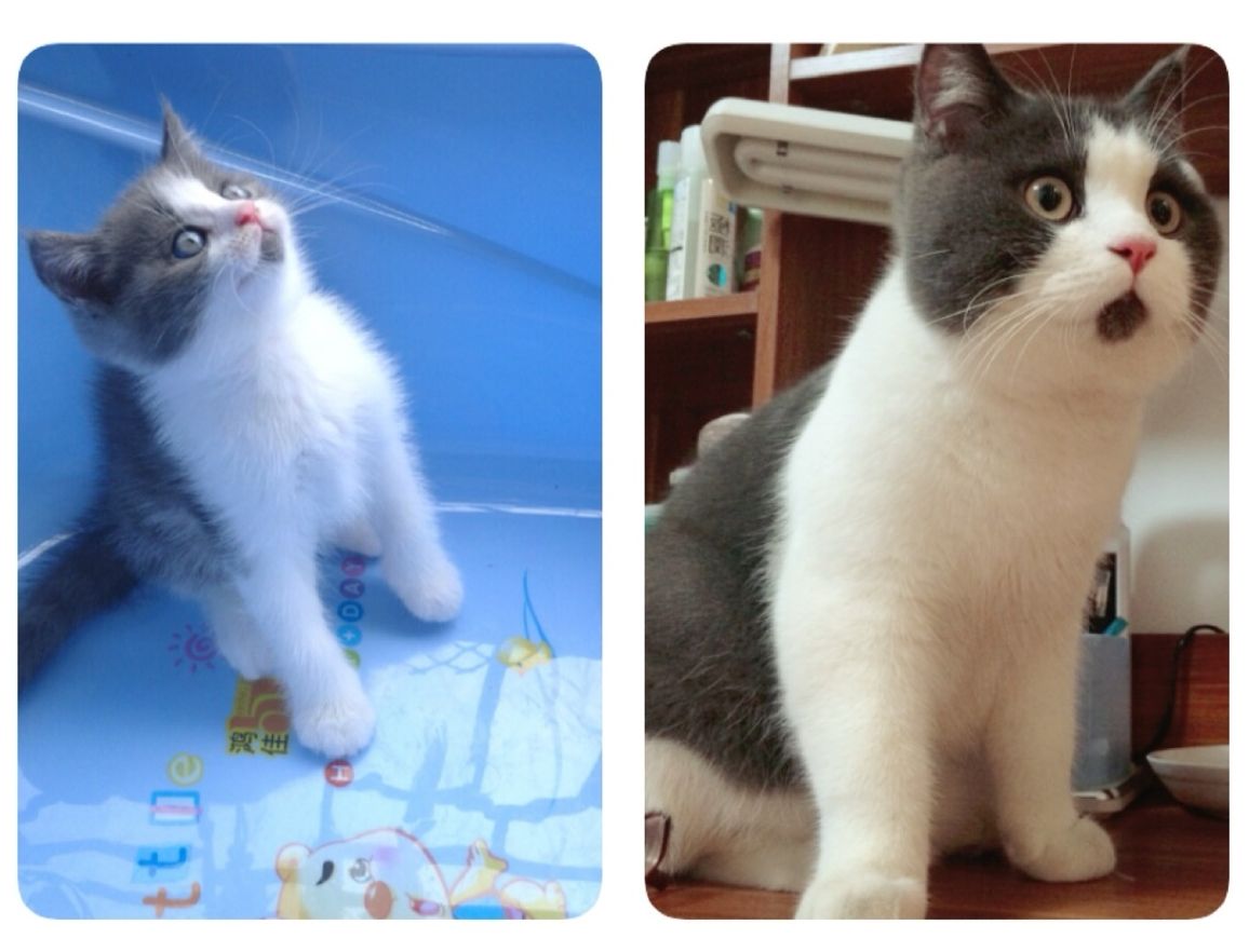 удивлённый кот, Banye cat, кот Банья