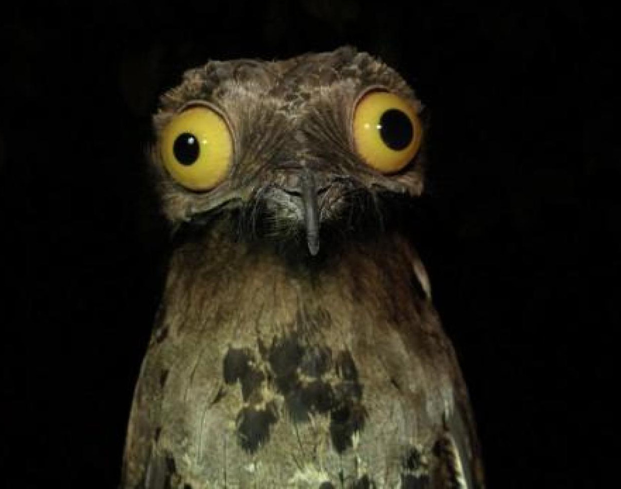 Упоротый, козодой, птицы Потто