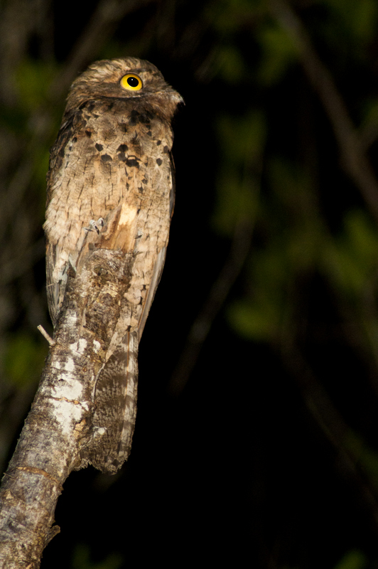 Упоротый, козодой, птицы Потто