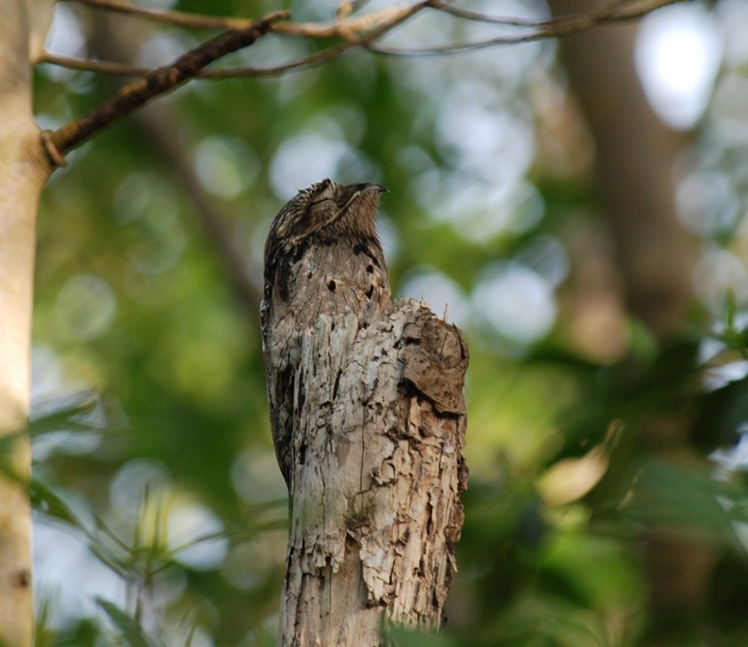 Упоротый, козодой, птицы Потто