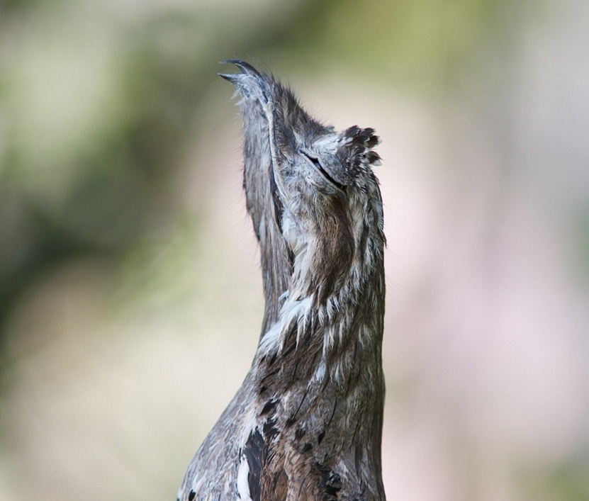 Упоротый, козодой, птицы Потто