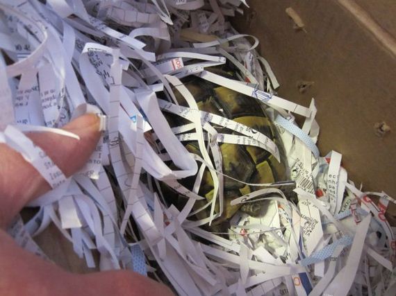 Возвращение, черепашки, Чарли, к жизни, спячка черепах, сухопутные, выход из спячки