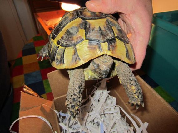 Возвращение, черепашки, Чарли, к жизни, спячка черепах, сухопутные, выход из спячки