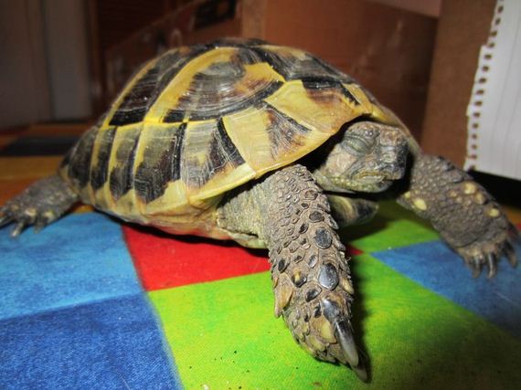 Возвращение, черепашки, Чарли, к жизни, спячка черепах, сухопутные, выход из спячки