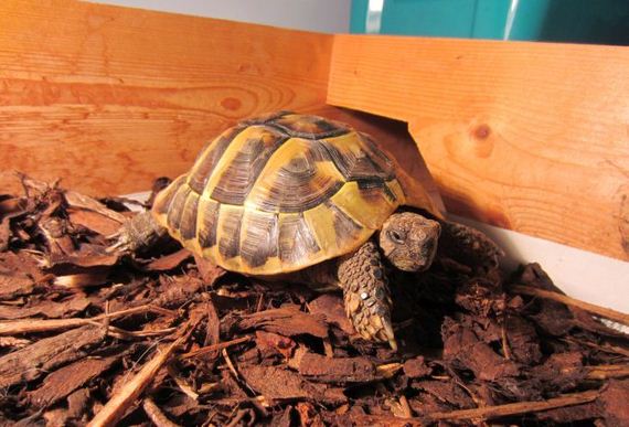 Возвращение, черепашки, Чарли, к жизни, спячка черепах, сухопутные, выход из спячки