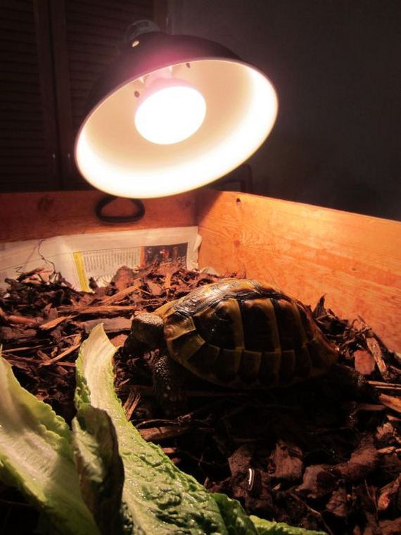 Возвращение, черепашки, Чарли, к жизни, спячка черепах, сухопутные, выход из спячки