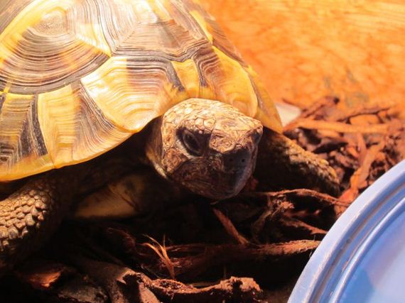 Возвращение, черепашки, Чарли, к жизни, спячка черепах, сухопутные, выход из спячки