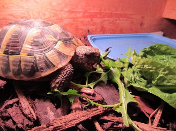 Возвращение, черепашки, Чарли, к жизни, спячка черепах, сухопутные, выход из спячки