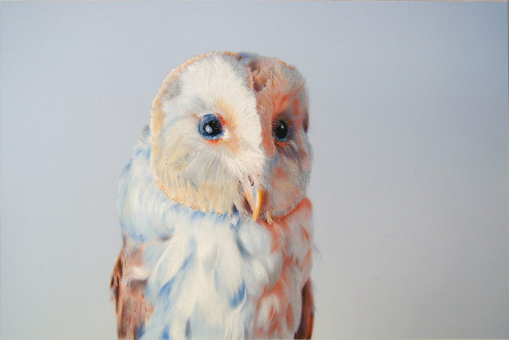 Реалистичные цветные совы от художника Джона Пусатери цветные совы, художник Джон Пусатери, John Pusateri