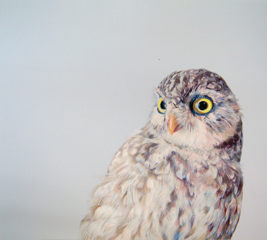 Реалистичные цветные совы от художника Джона Пусатери цветные совы, художник Джон Пусатери, John Pusateri