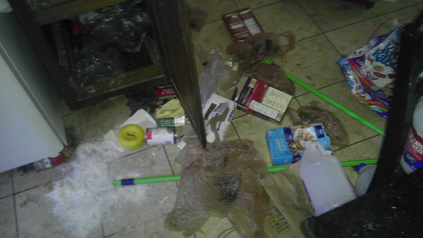 Во что может превратить дом семейство енотов еноты пробрались в дом, еноты в доме, еноты устроили бардак