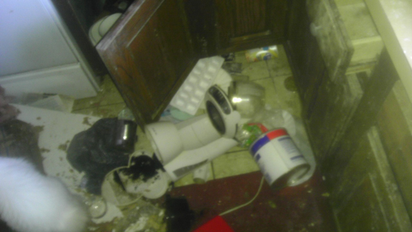 Во что может превратить дом семейство енотов еноты пробрались в дом, еноты в доме, еноты устроили бардак