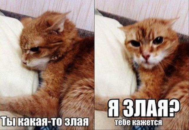 Позитив, юмор, смешные фотографии,прикол