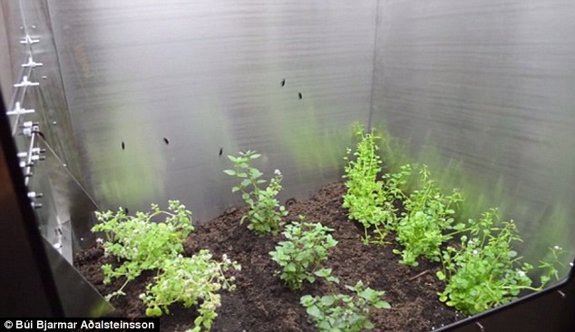 блюда из личинок, личинки мух, исландский студент, fly factory