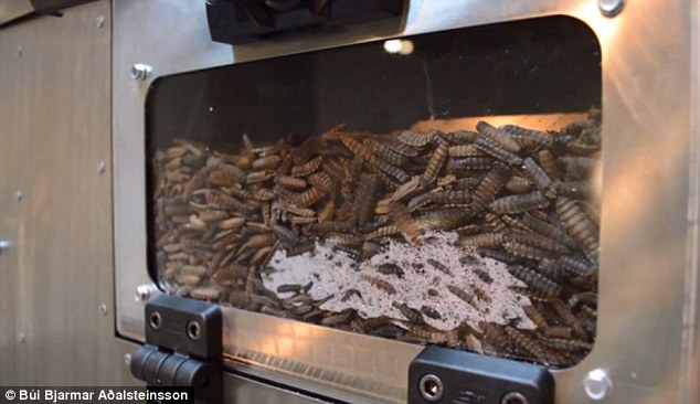 блюда из личинок, личинки мух, исландский студент, fly factory