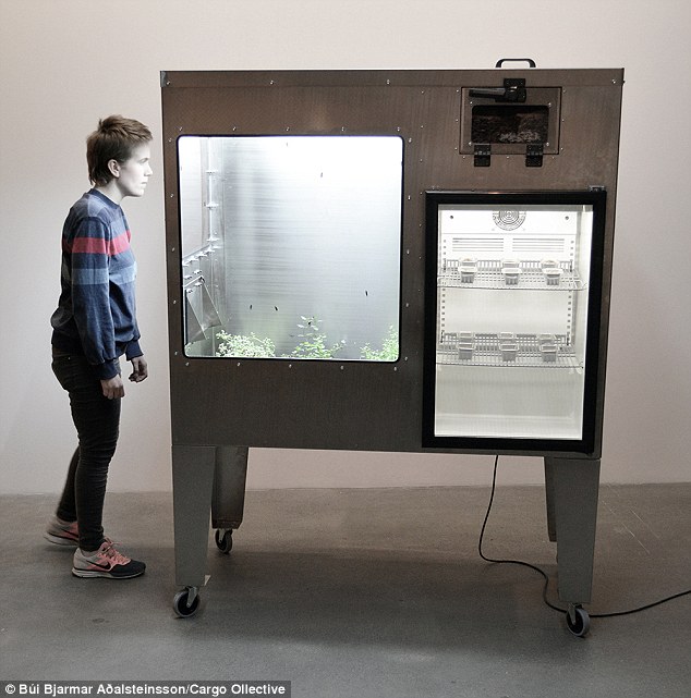 блюда из личинок, личинки мух, исландский студент, fly factory