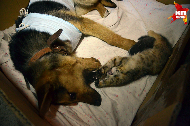 собака выкормила котят, в новосибирске собака кормила котят