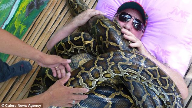 змеиный массаж, массаж четырьмя питонами, 4 питона массаж, зоопарк Себу Филиппины