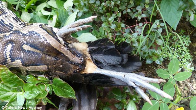 змеиный массаж, массаж четырьмя питонами, 4 питона массаж, зоопарк Себу Филиппины