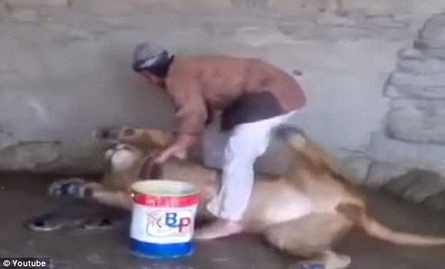 Мужчина моет льва, Йемен, видео, помыл льва, лев не хочет купаться