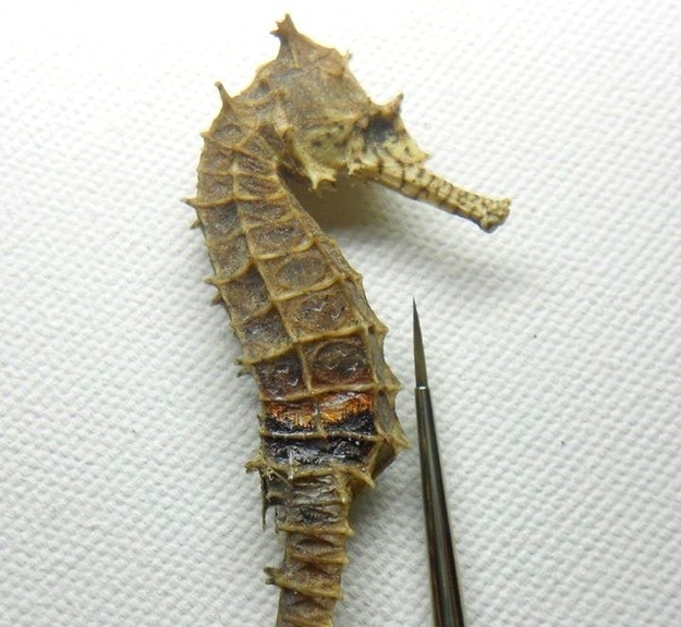 Миниатюрные рисунки на крошечных предметах от Хасана Кале микрокартины от Хасана Кале, миниатюрные шедевры, Хасан Кале Hasan Kale