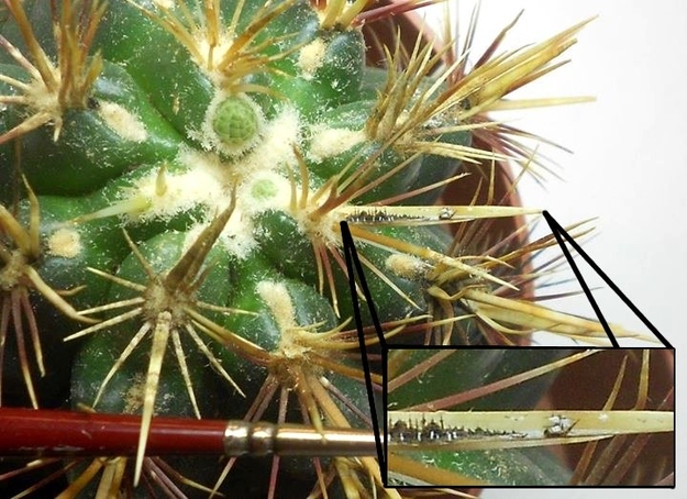 Миниатюрные рисунки на крошечных предметах от Хасана Кале микрокартины от Хасана Кале, миниатюрные шедевры, Хасан Кале Hasan Kale