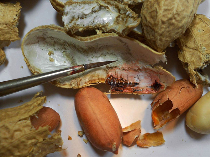 Миниатюрные рисунки на крошечных предметах от Хасана Кале микрокартины от Хасана Кале, миниатюрные шедевры, Хасан Кале Hasan Kale