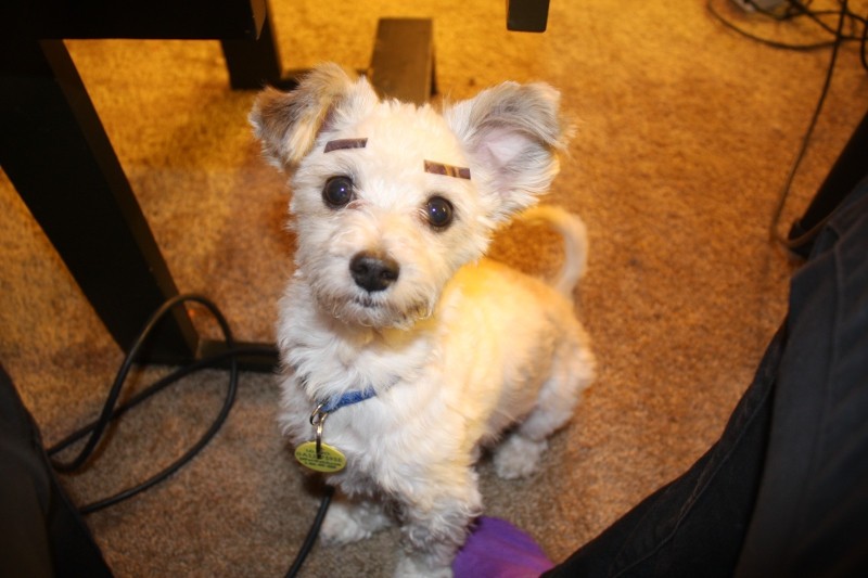 собаки с бровями, собаке нарисовали брови, собака брови фото