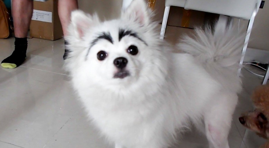 собаки с бровями, собаке нарисовали брови, собака брови фото