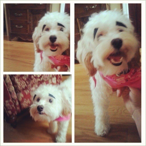 собаки с бровями, собаке нарисовали брови, собака брови фото