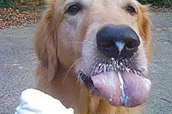 животные едят мороженое, мороженое животные