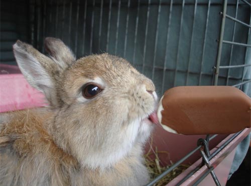 животные едят мороженое, мороженое животные