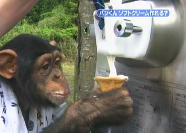 животные едят мороженое, мороженое животные