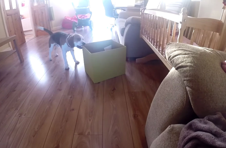 Собака закидала подарками ребенка, извиняясь за кражу одной игрушки собака закидала ребенка игрушками, Чарли игрушки Лаура, собака игрушки для ребенка